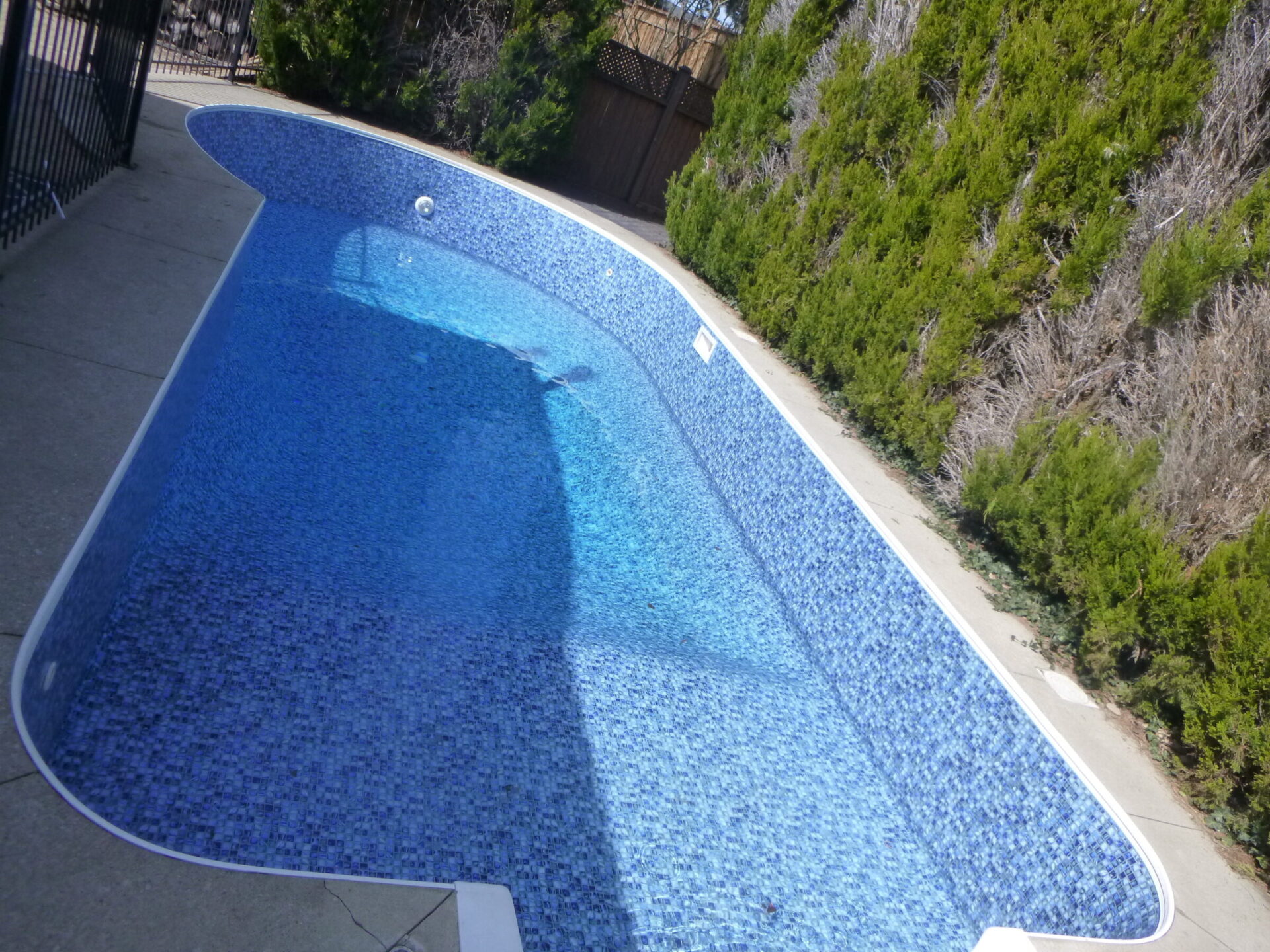 Empty blue-tiled pool with clear water, surrounded by tall green shrubs and a concrete deck. No people or landmarks are visible.